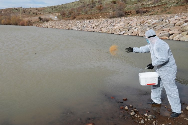 Kayseri Talas’ta böceklere karşı seferberlik